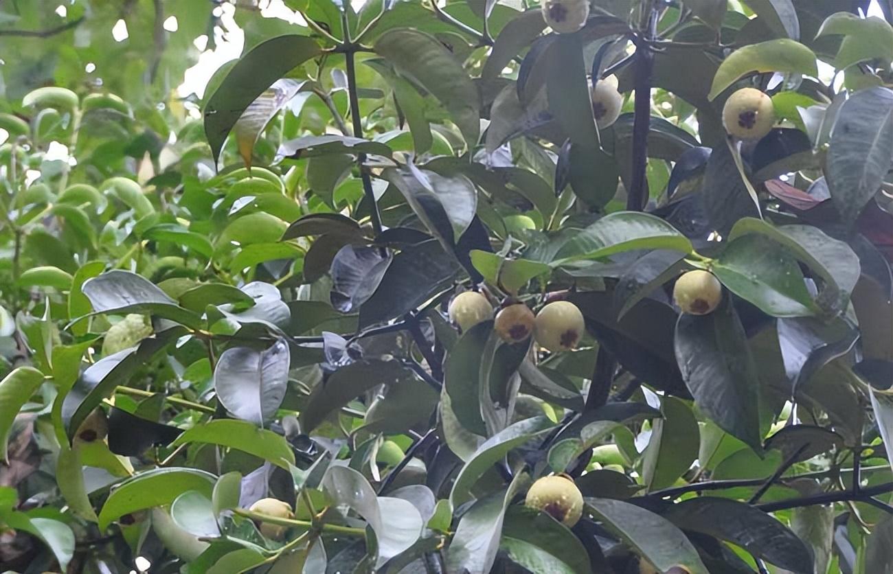 山竹树的种植方法和过程