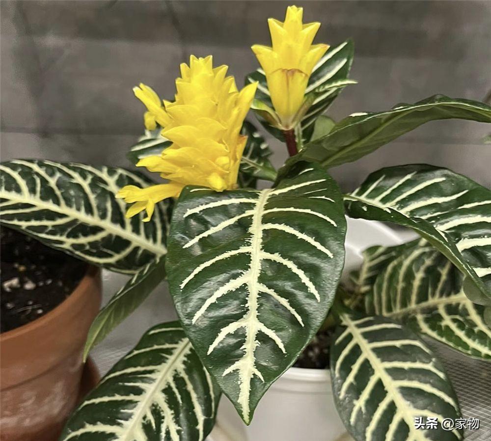 客厅最好养的绿植排名