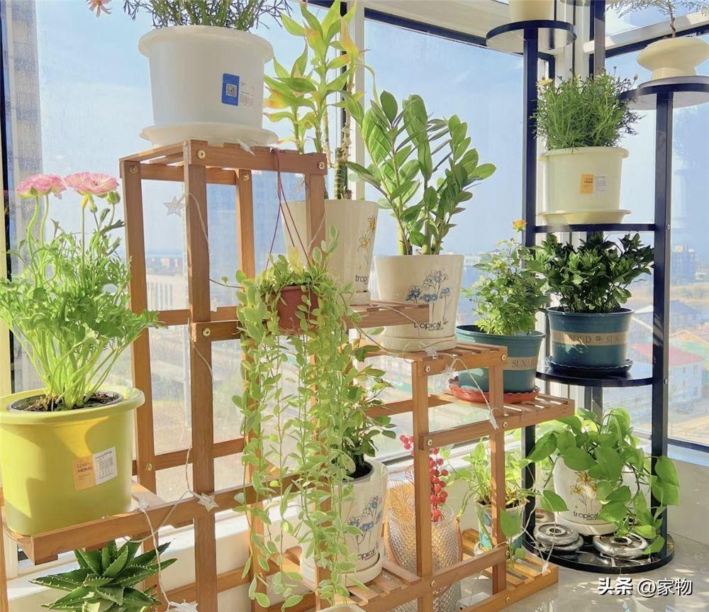 客厅最好养的绿植排名