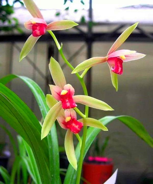 兰花用什么植料栽培最好养