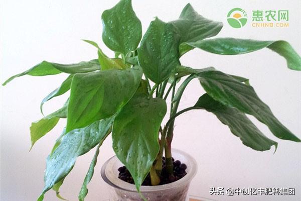 万年青为什么不开花的原因