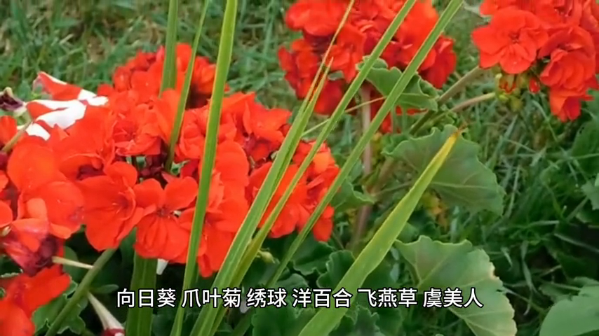 风水上牡丹栽在院子什么位置