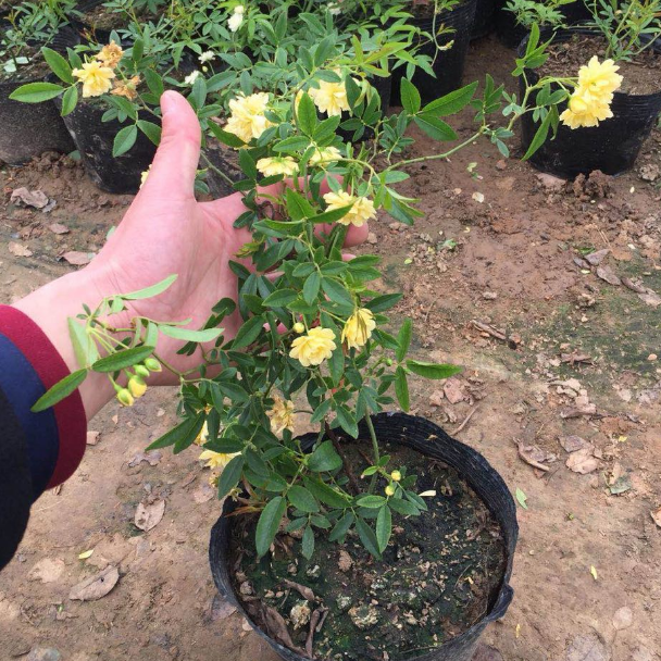 木香花花期多长