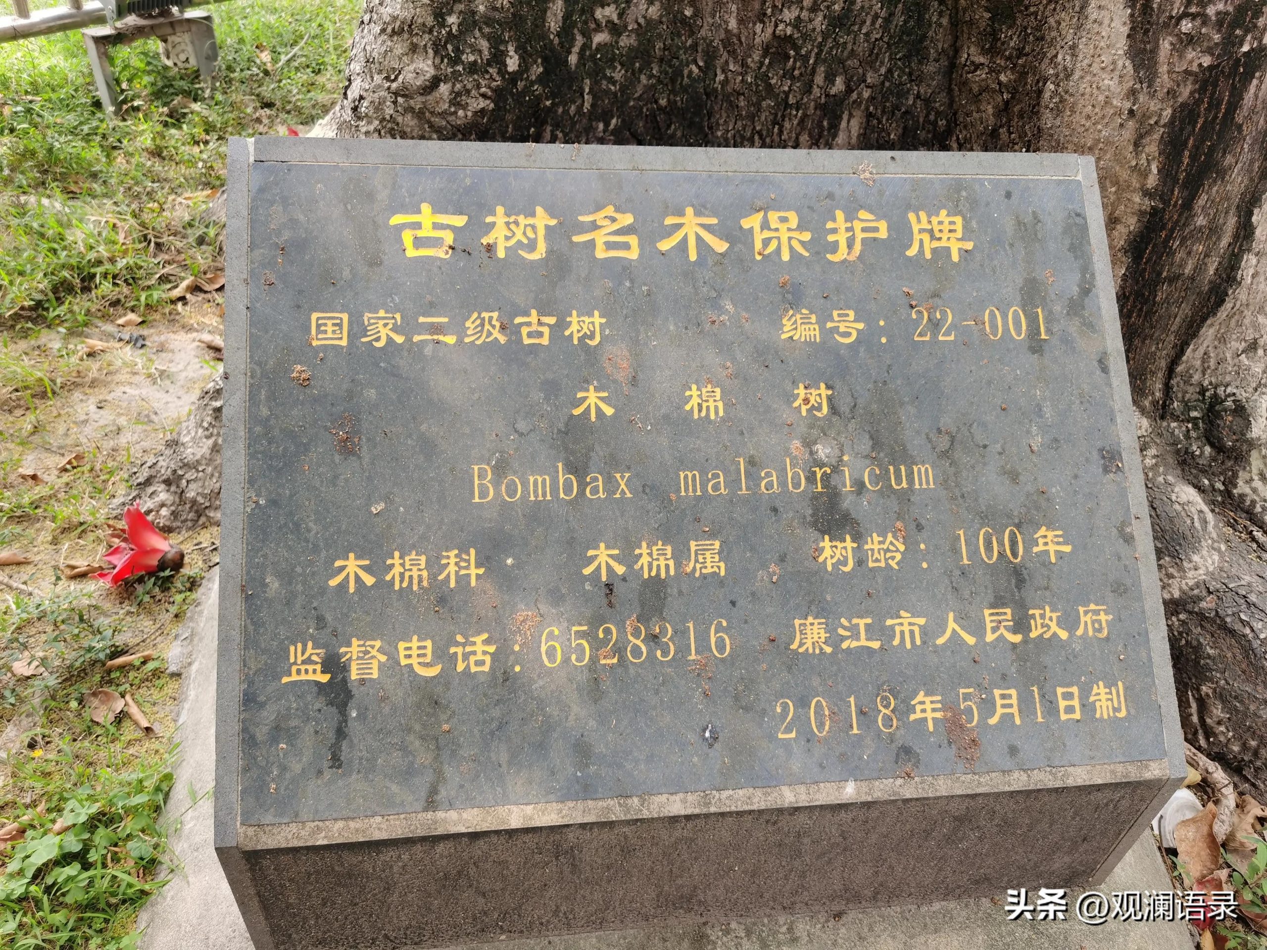 粉色木棉花的花语是什么