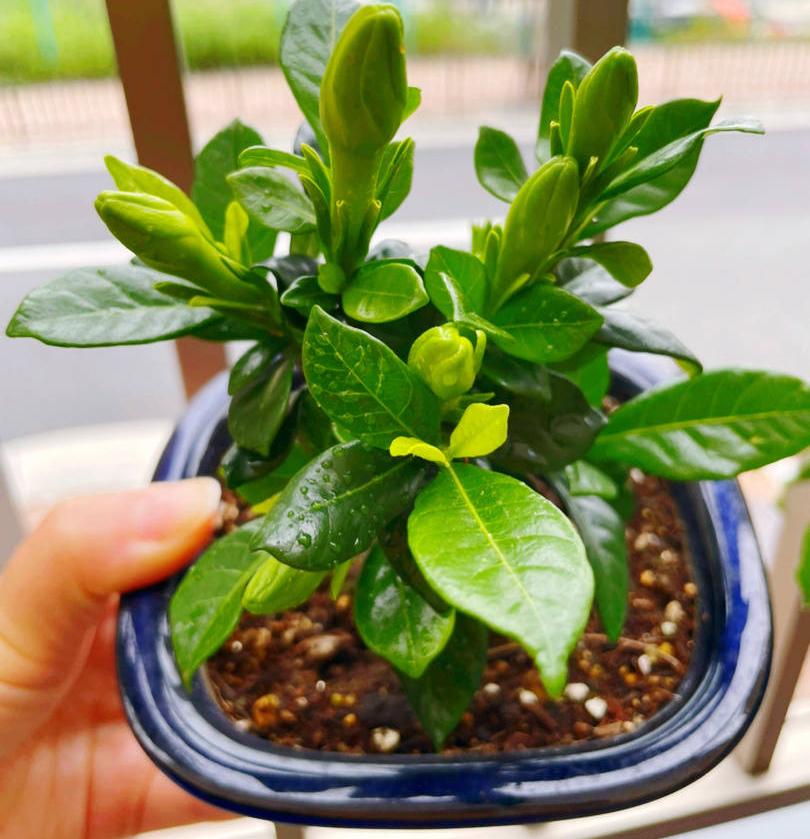 冬天栀子花要晒太阳吗