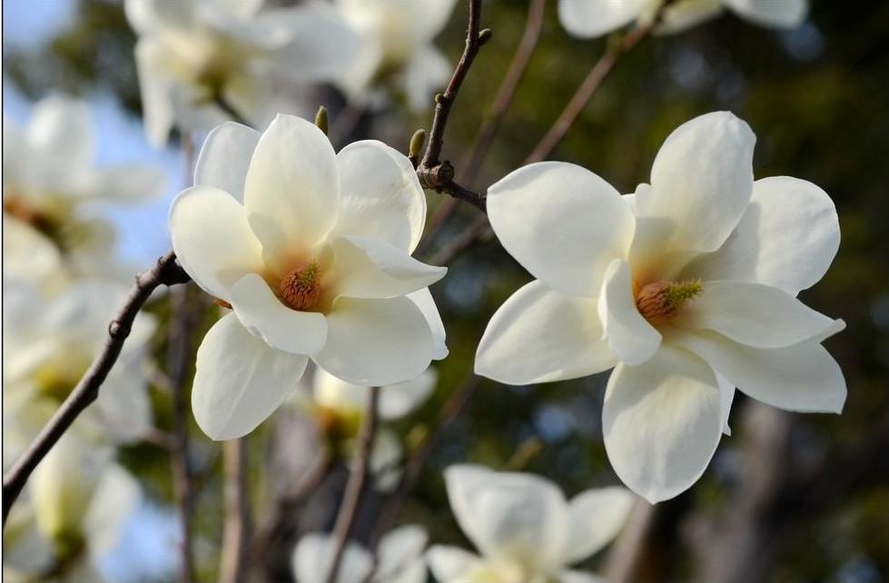 望春玉兰花语是什么