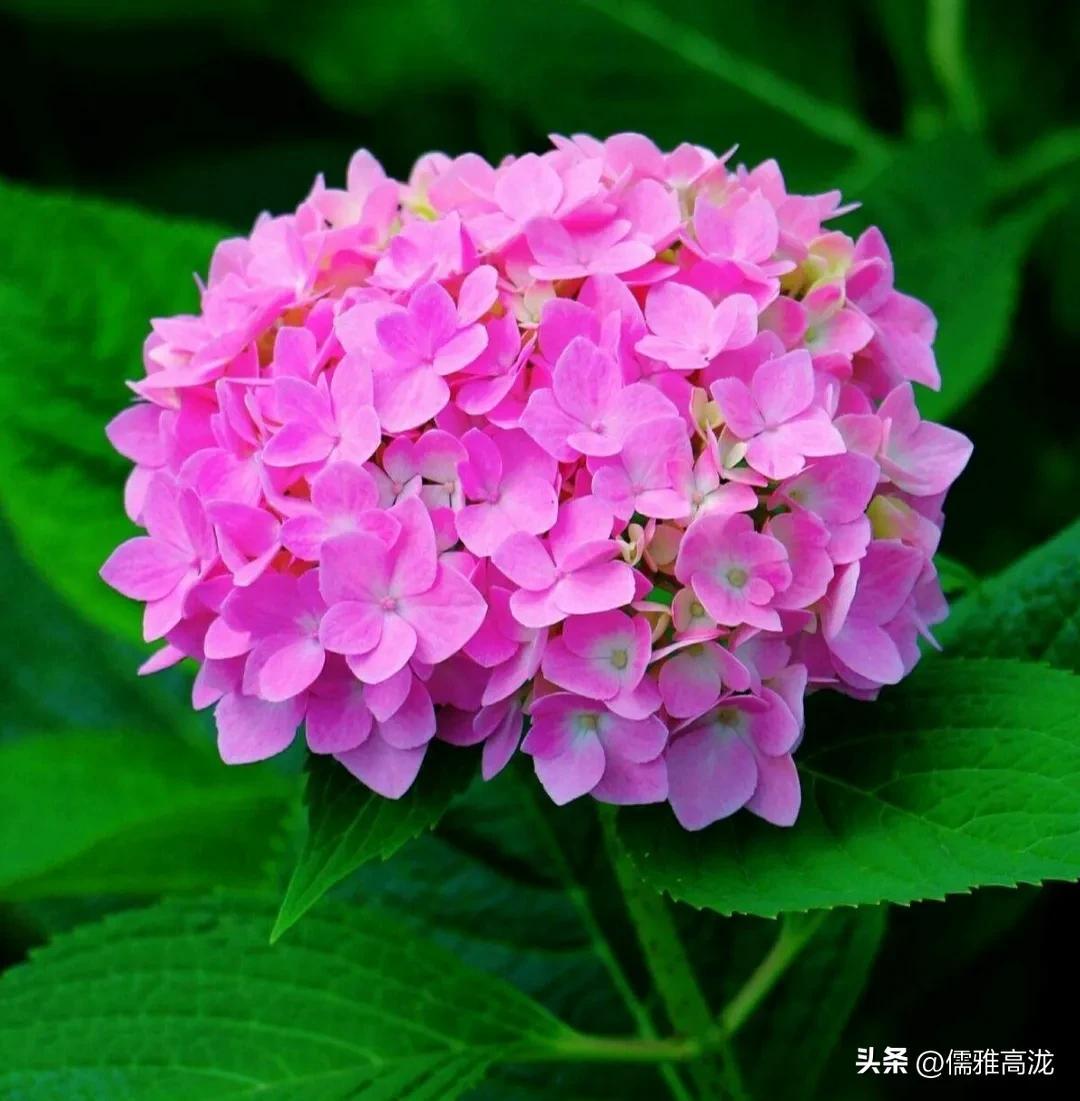 绣球花种子什么时候播种最好活