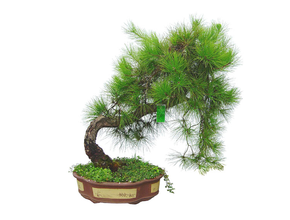 家里养蓬莱松风水好不好