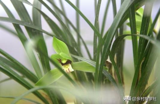 野生兰花怎么在家养才能开花多
