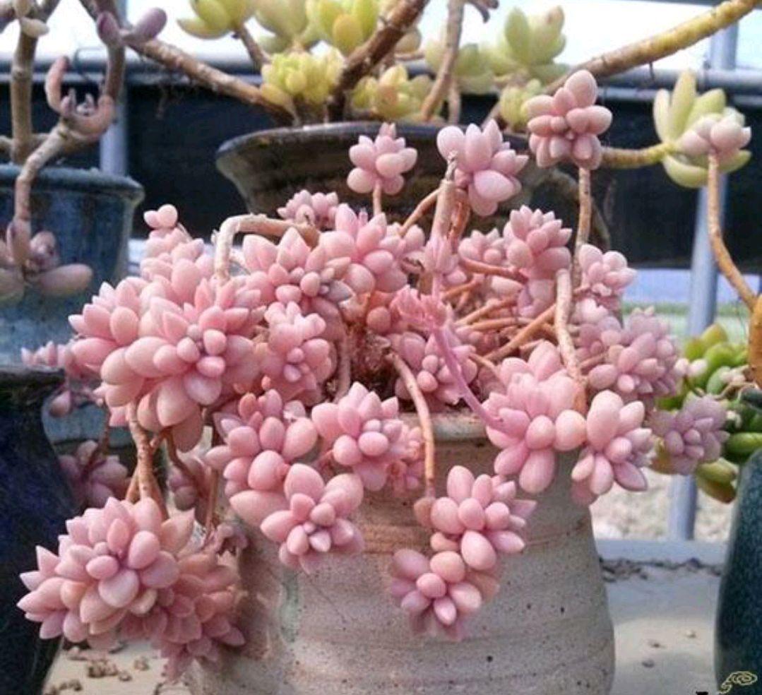 胖姑娘花卉养殖方法