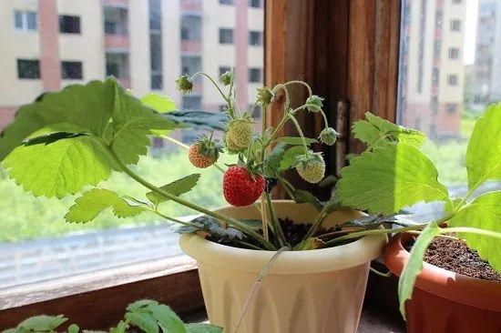 如何种草莓种子盆栽教程