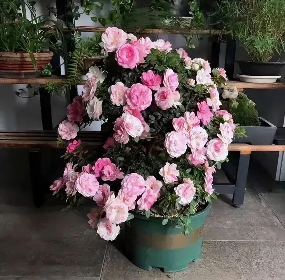 家里为什么不放杜鹃花