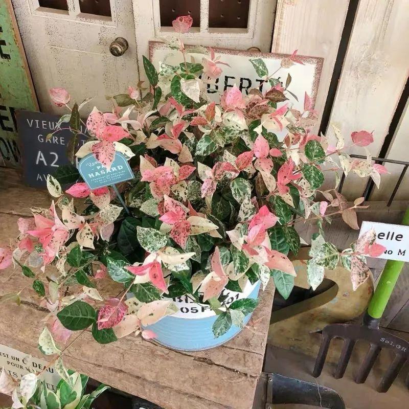 花叶络石盆栽养殖方法