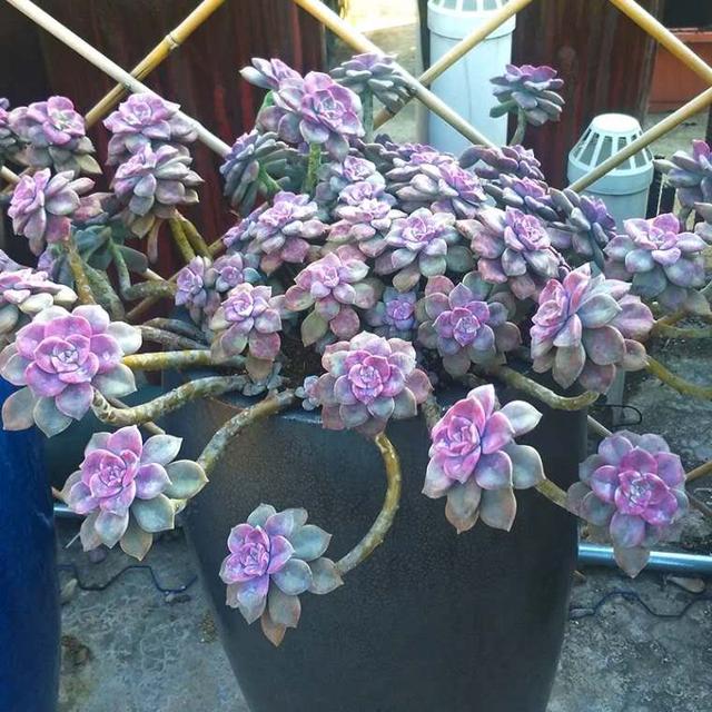 多肉植物浇水量是多少合适