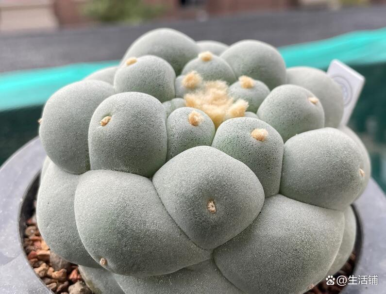 十大名贵多肉植物有哪些
