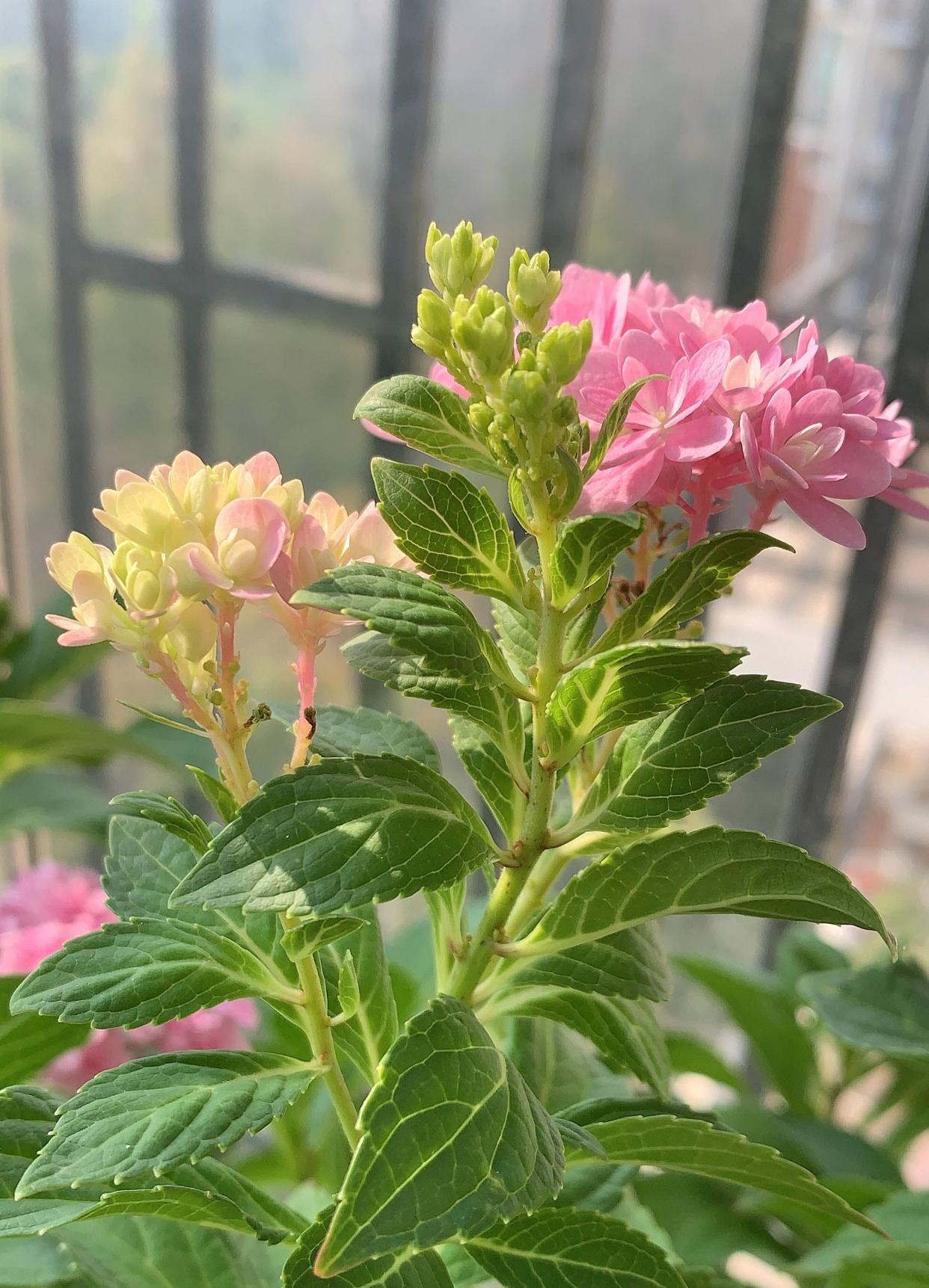 绣球小苗冬季养护方法