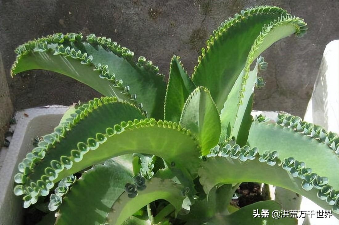 落地生根的风水禁忌是什么