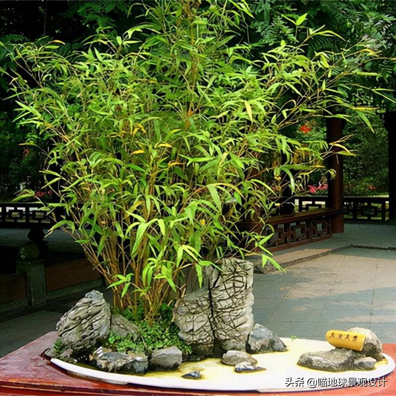 常见的竹子品种大全