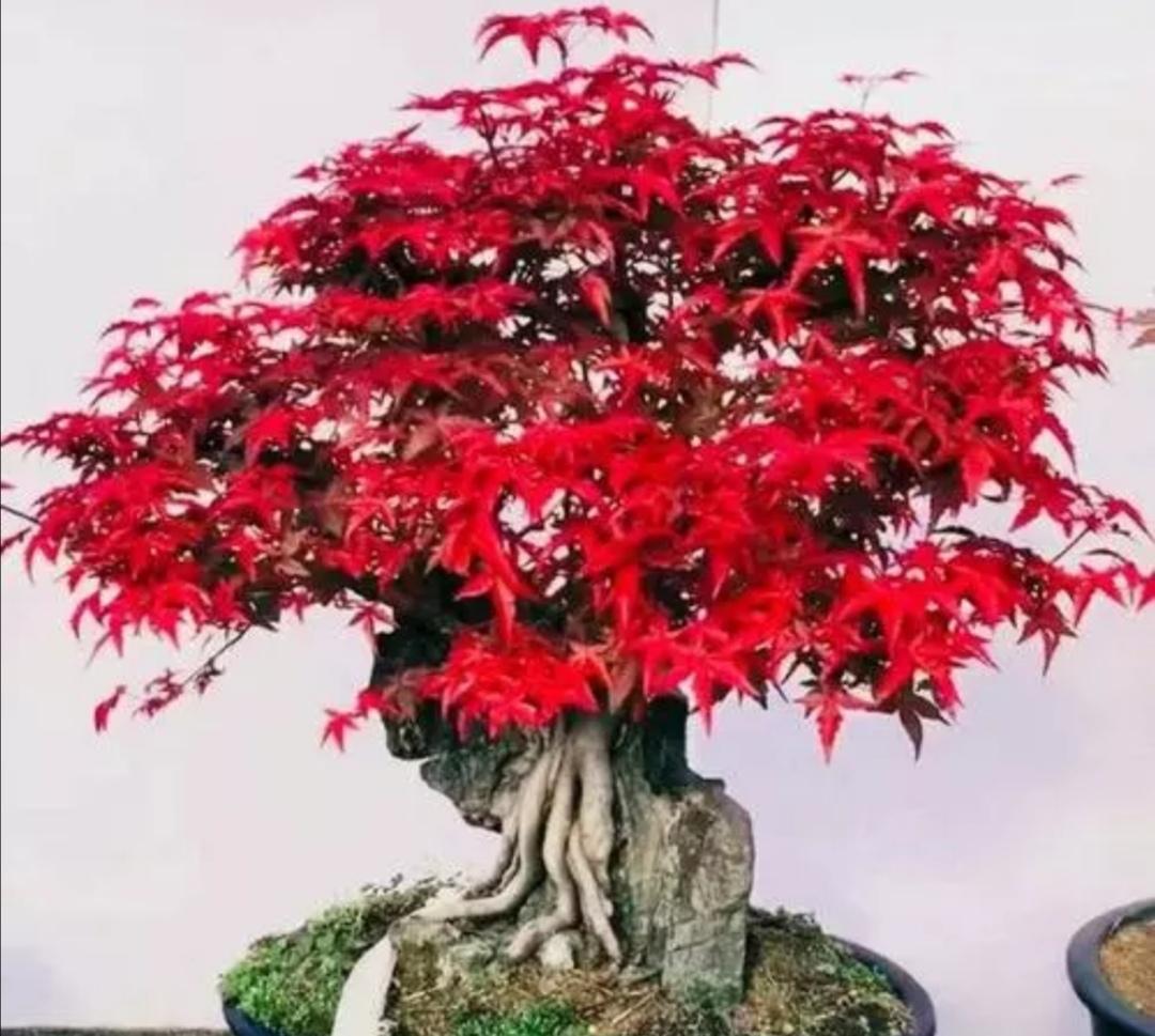 家庭怎样养好红枫盆景