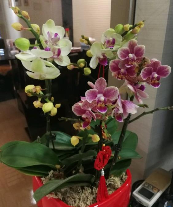 蝴蝶兰花期过后如何养护和管理