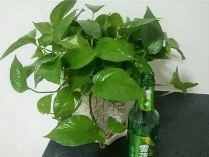 绿萝能浇啤酒吗