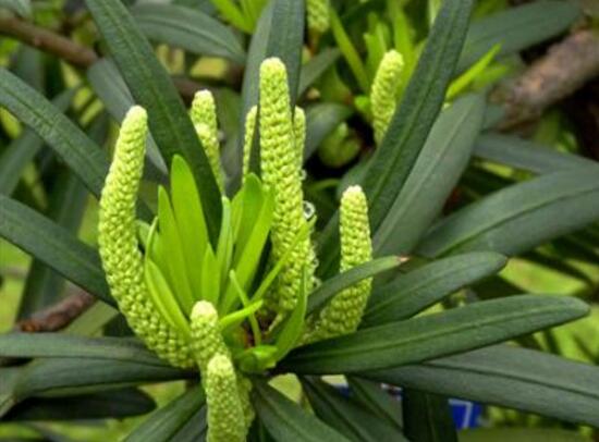 罗汉松会开花结果吗