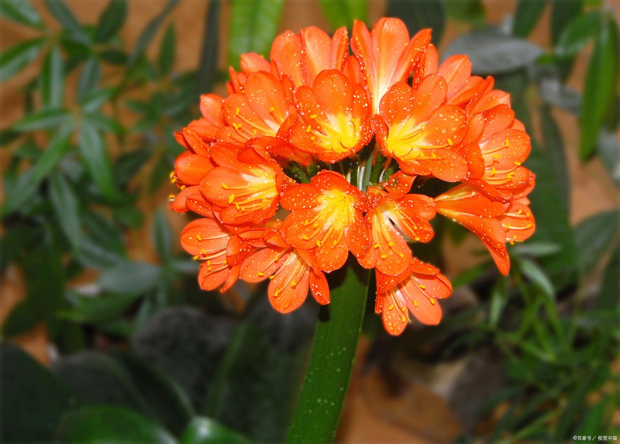 最耐阴的十大室内花卉有哪些