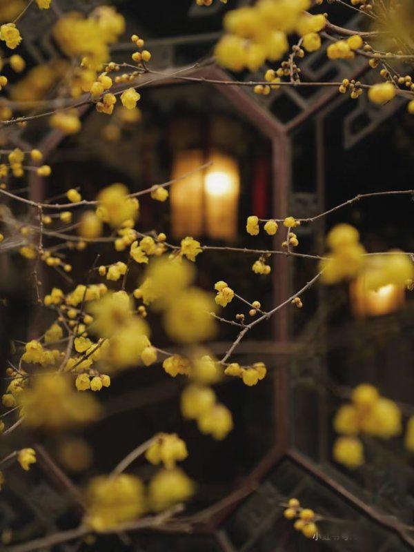 腊梅树什么时候开花结果