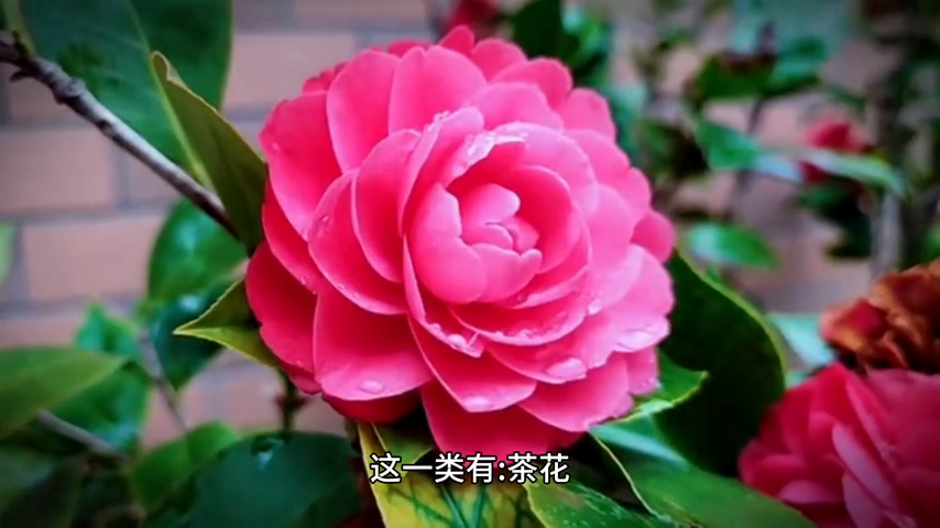 风水上牡丹栽在院子什么位置