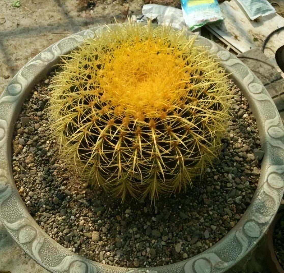 金虎仙人球开花吗