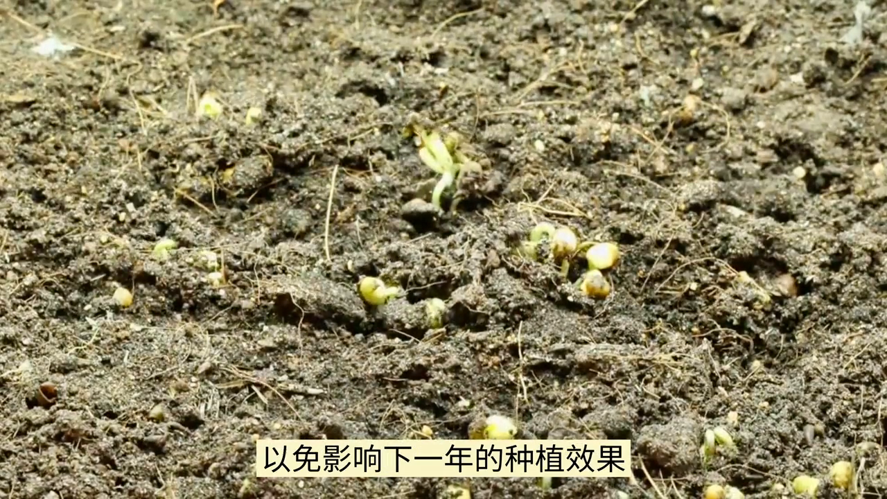 郁金香种子怎么种植方法