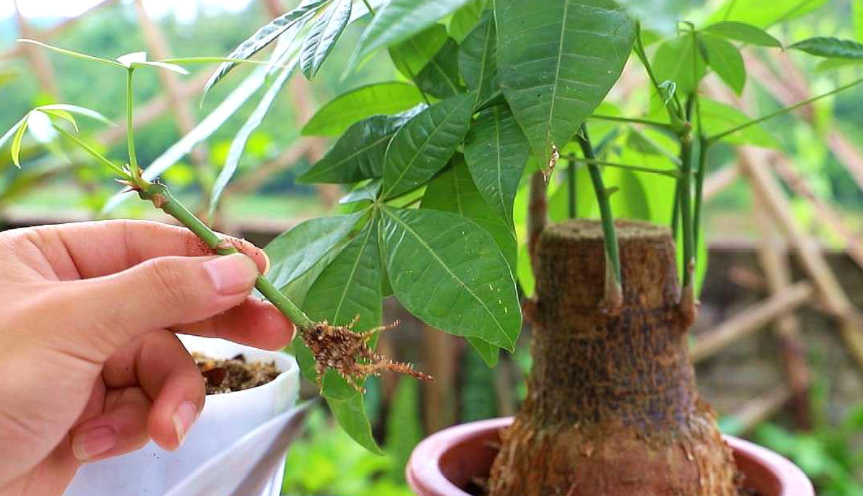 发财树的扦插方法图解