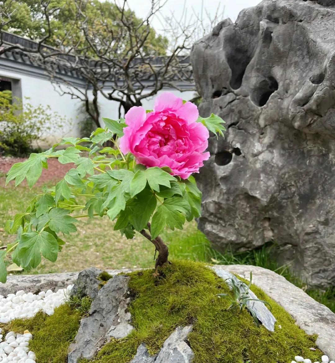 牡丹花一般人养不活怎么办