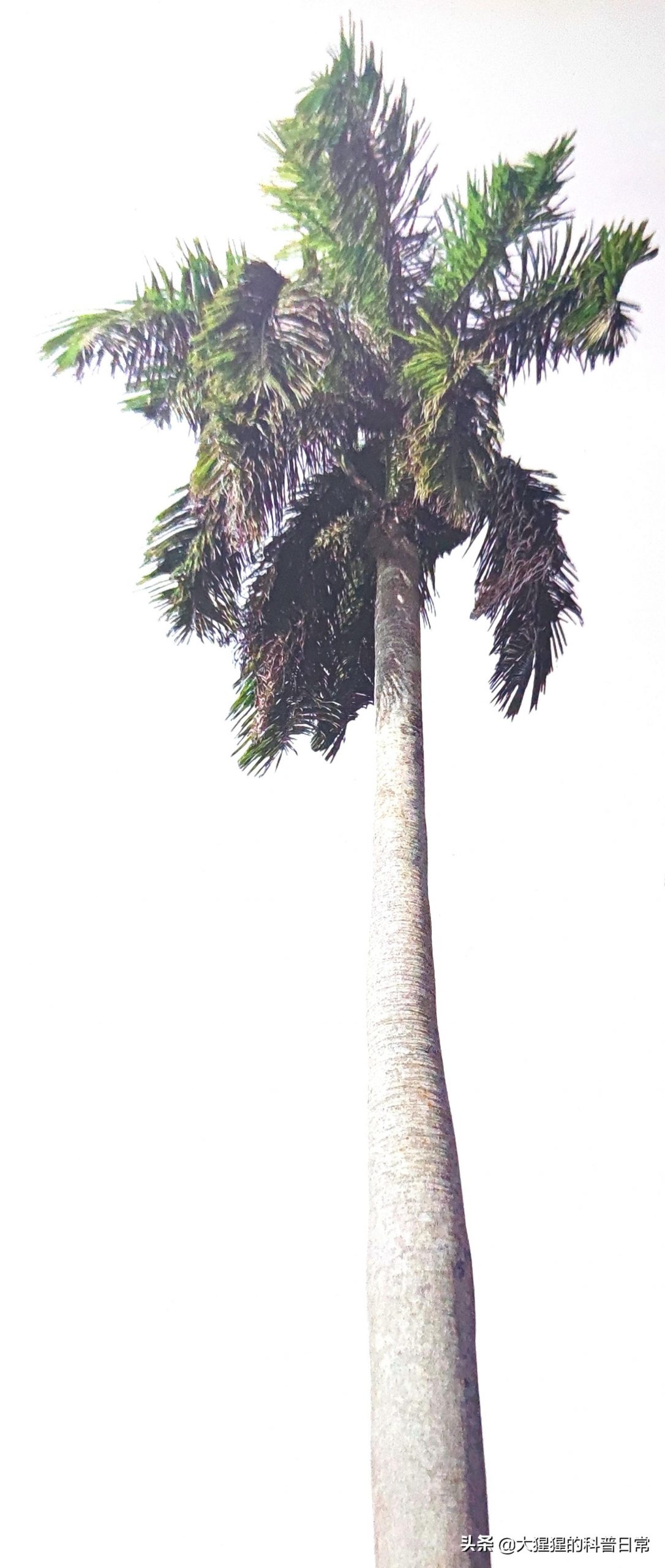 单子叶植物种子有哪些种类