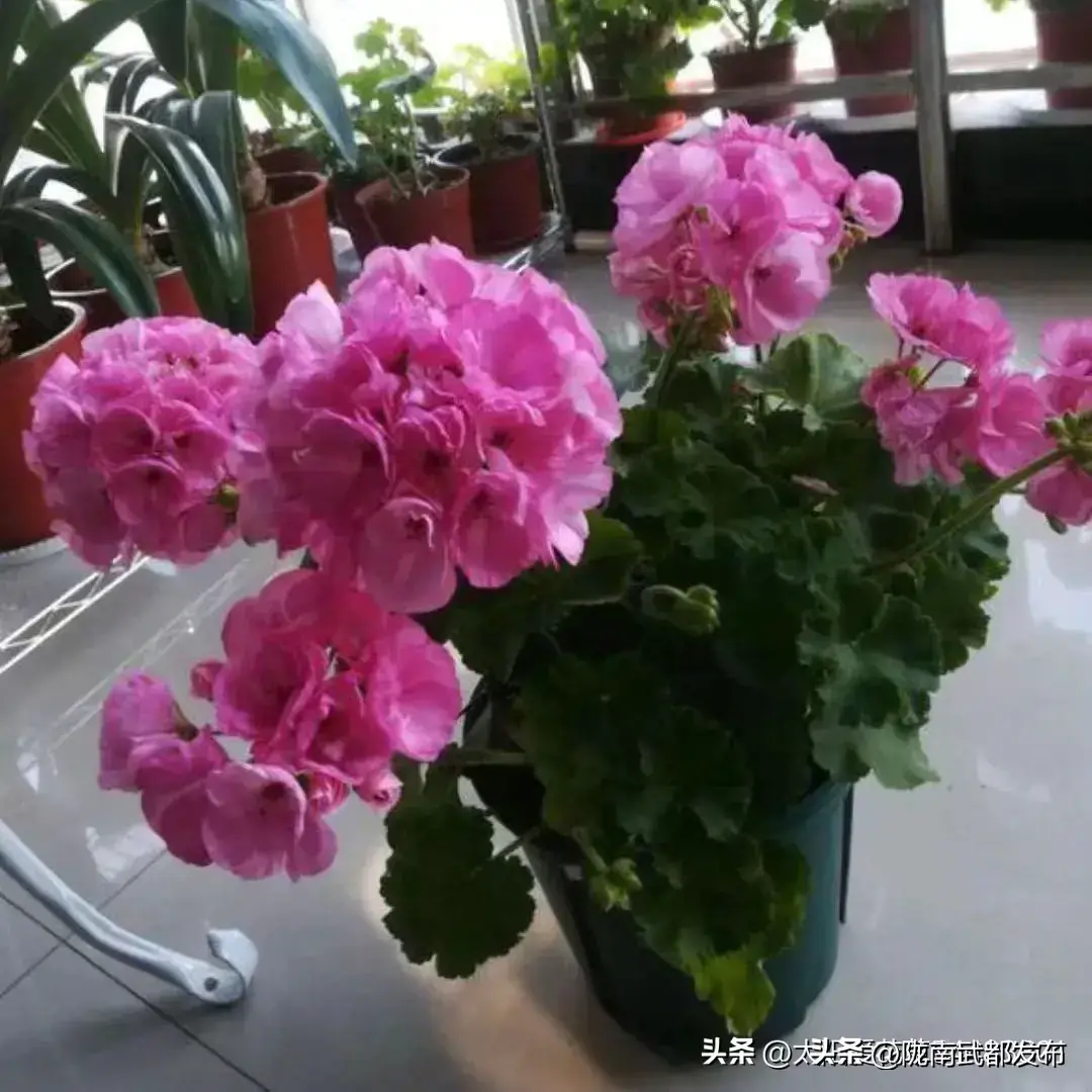 四季开花好养活又好看的花盆栽有哪些