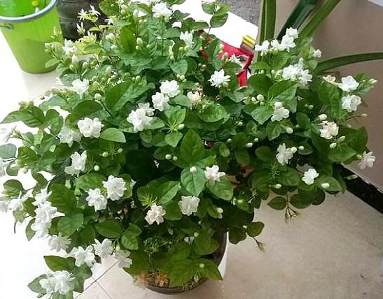 茉莉花掉叶子是怎么回事