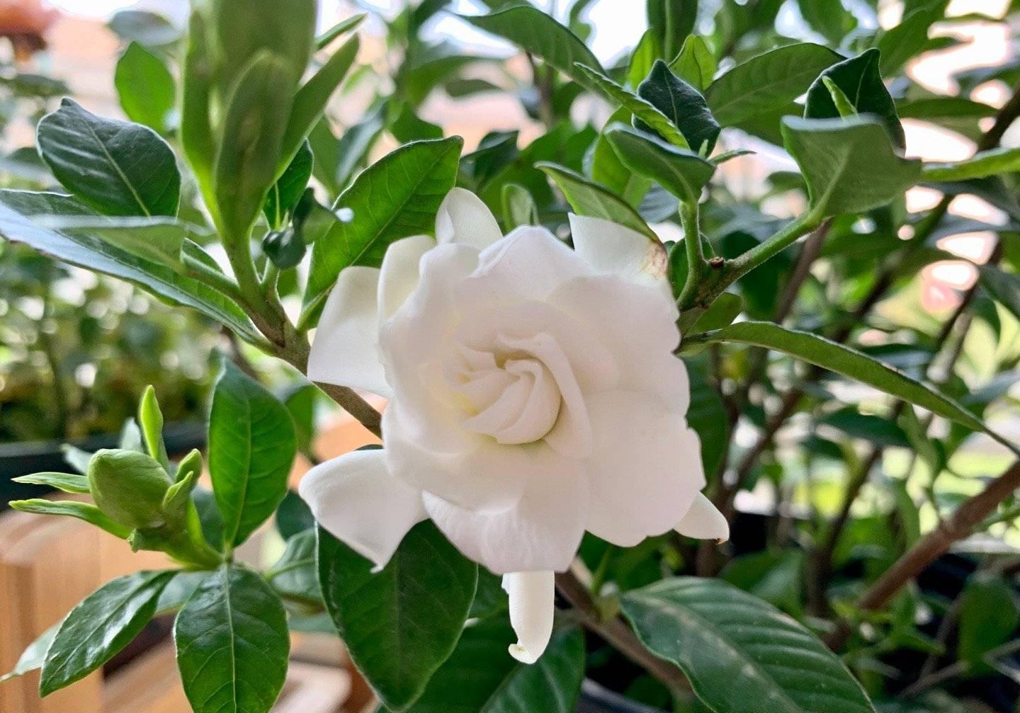 冬天栀子花要晒太阳吗