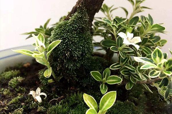 六月雪浇水的正确方法