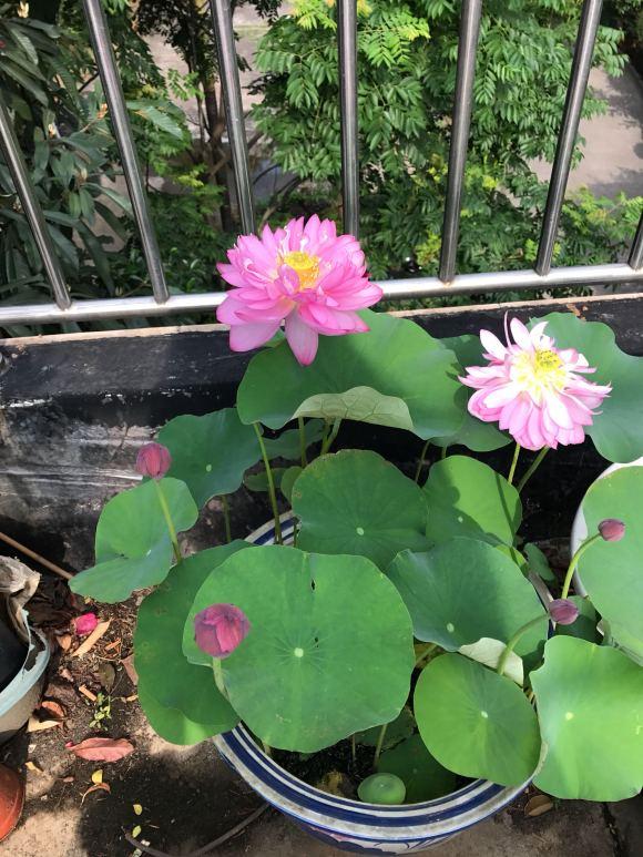 碗莲什么时候开花水培好