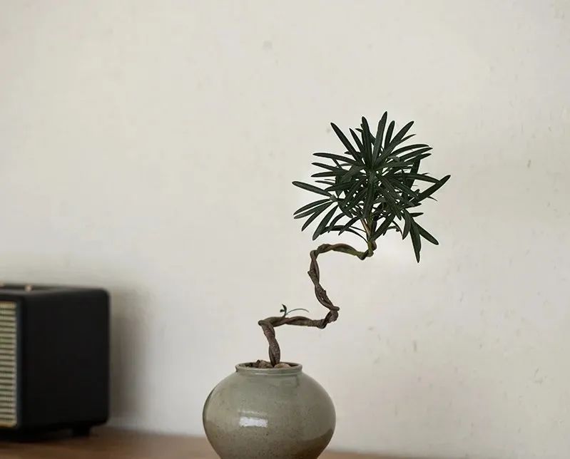 罗汉松扦插生根最快方法是什么