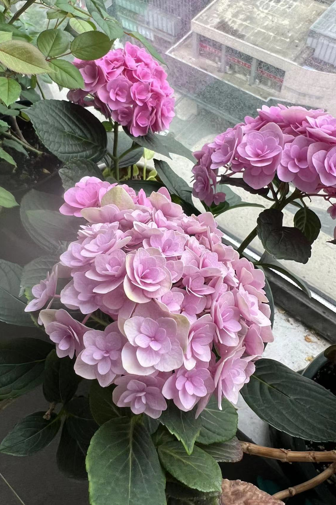 绣球花蔫了耷拉了急救