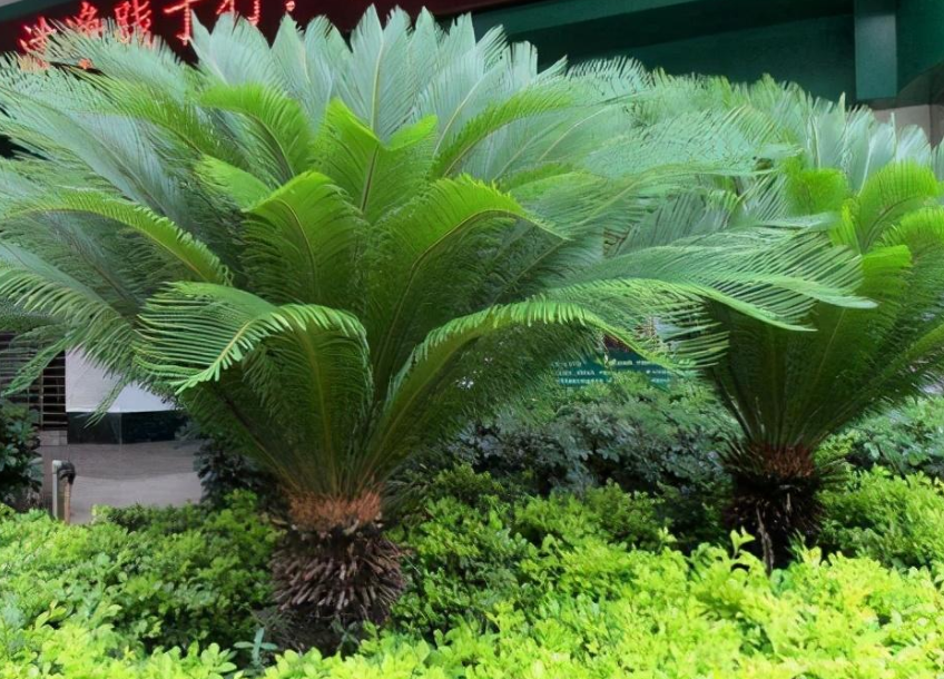 去甲醛植物有哪些