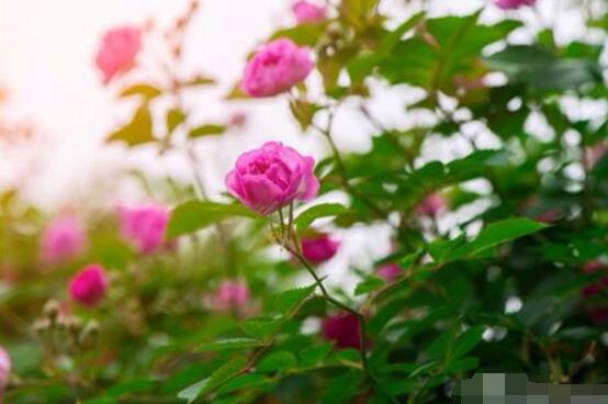 蔷薇一年开几次花期