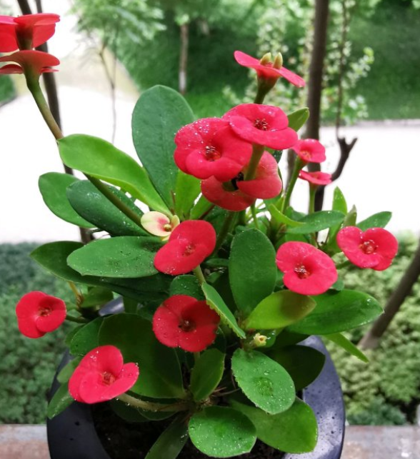 虎刺梅好养活吗