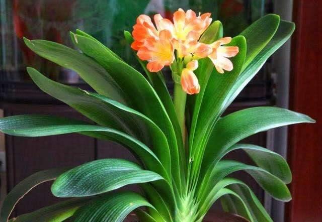 君子兰花盆大小的选择方法