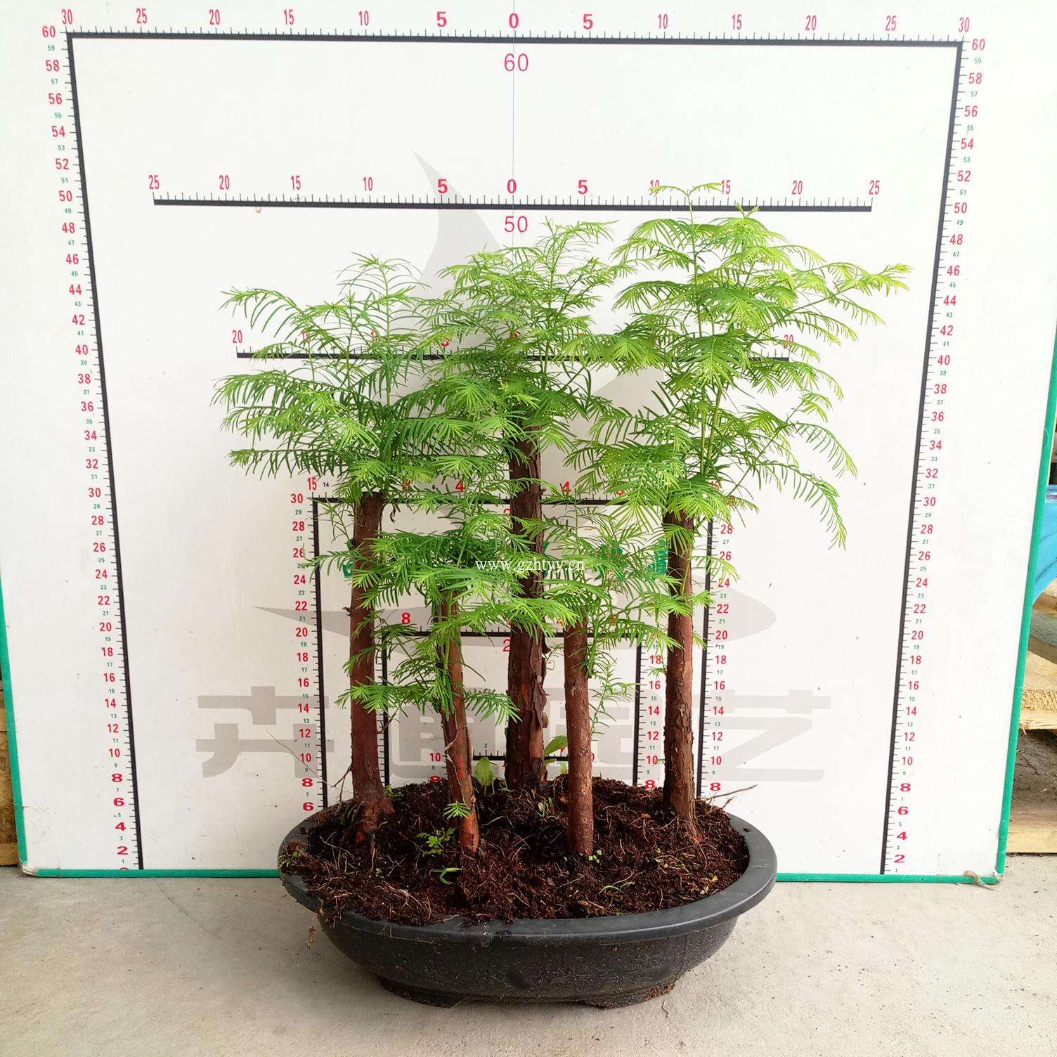 水杉盆景制作过程