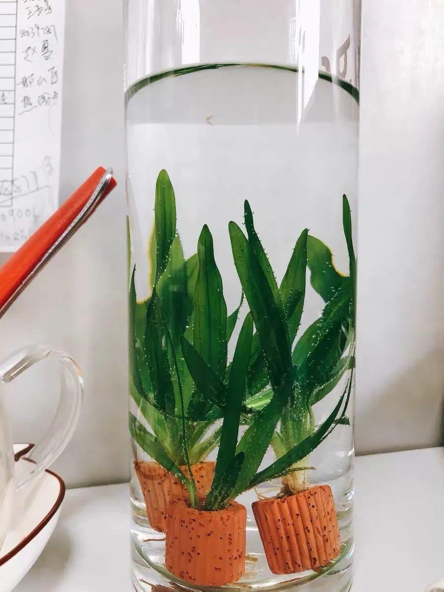马醉木插水里能养多久