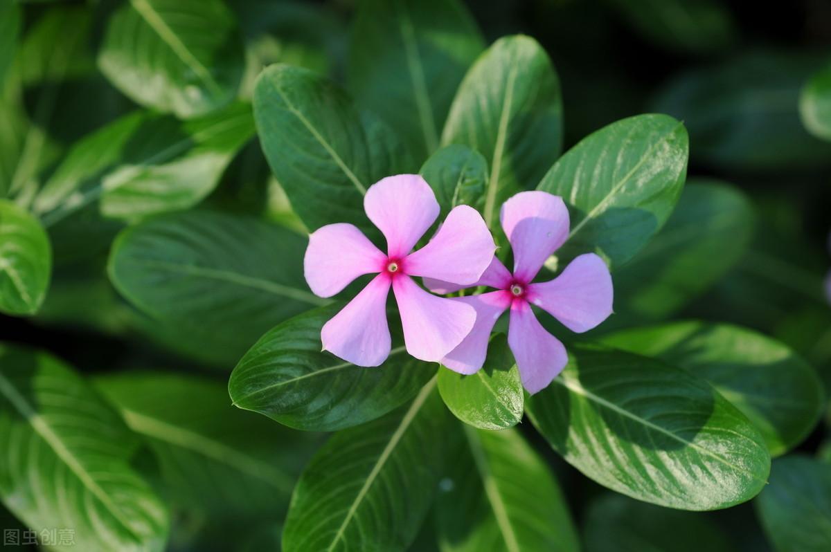 长春花种子怎么播种最好