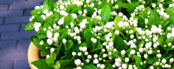 茉莉花用什么土养好活