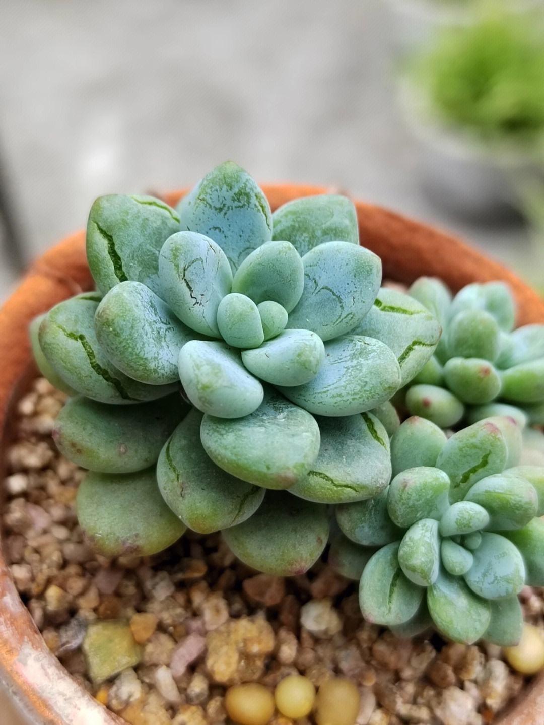 多肉类植物应该怎样照顾好
